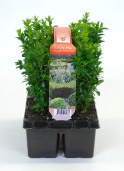 Buxus sempervirens 6-pack p9 h15|ohgreen New