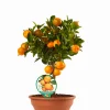 Calamondino ciotola|ohgreen Best