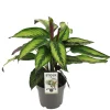 Calathea maj princeps p14 h45|ohgreen New