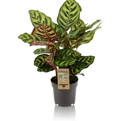 Calathea makoyana p14 h45|ohgreen Discount