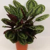 Calathea Medallion (Pauwenplant)|ohgreen
