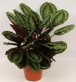 Calathea Medallion (Pauwenplant)|ohgreen