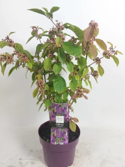 Callicarpa profusion (Schoonvrucht)|ohgreen Online