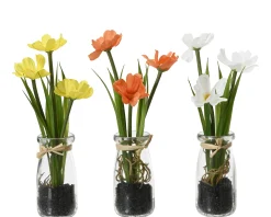 Calliopsis|ohgreen Clearance