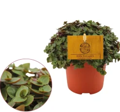 Callisia repens 'Turtle'|ohgreen Hot