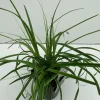Carex oshimensis Everlime ( Zegge )|ohgreen Hot
