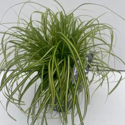 Carex oshimensis Eversheen ( Zegge )|ohgreen Sale