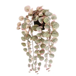 Ceropegia woodii hangend in pot - l46xb12xh10cm|ohgreen Online