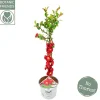Chaenomeles speciosa Scarlet Storm ( Japanse Dwergkwee )|ohgreen Clearance