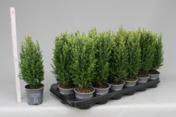 Chamaecyparis lawsoniana Snow White|ohgreen New