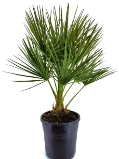 Chamerops humulis p22|ohgreen