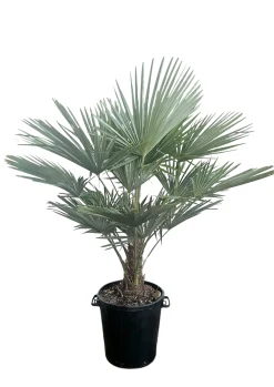 Chinese Waaierpalm|ohgreen Clearance