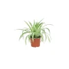 chlorophytum comosum ( Graslelie of Spinnenplant )|ohgreen Sale
