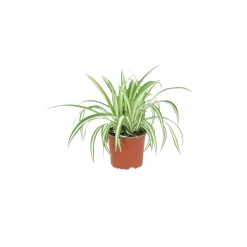 chlorophytum comosum ( Graslelie of Spinnenplant )|ohgreen Sale