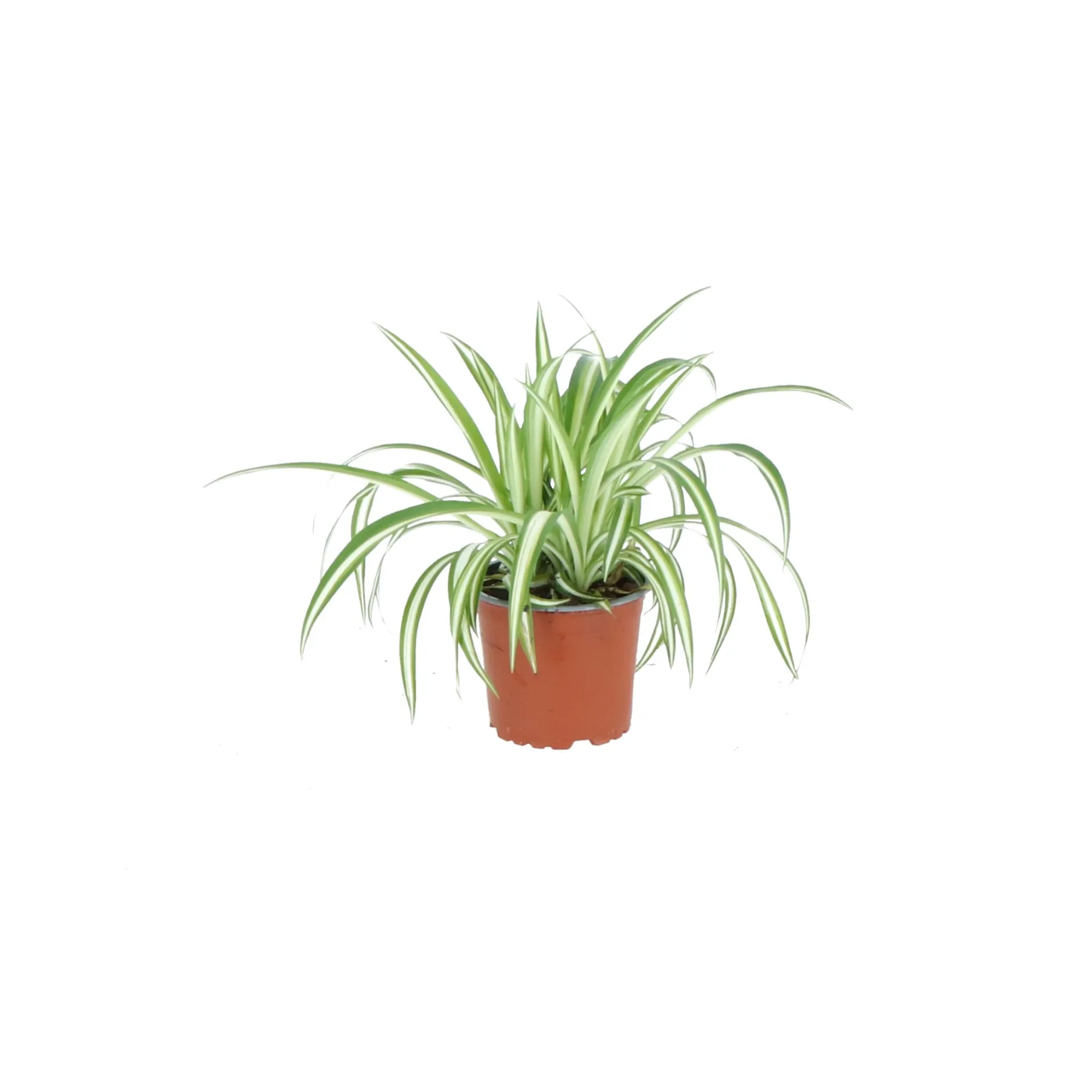 chlorophytum comosum ( Graslelie of Spinnenplant )|ohgreen Sale