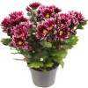 Chrysant Ciao|ohgreen Online