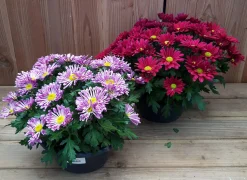 chrysant schaal|ohgreen Best