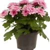 Chrysanthemum dubbel roze ( Chrysant )|ohgreen Discount