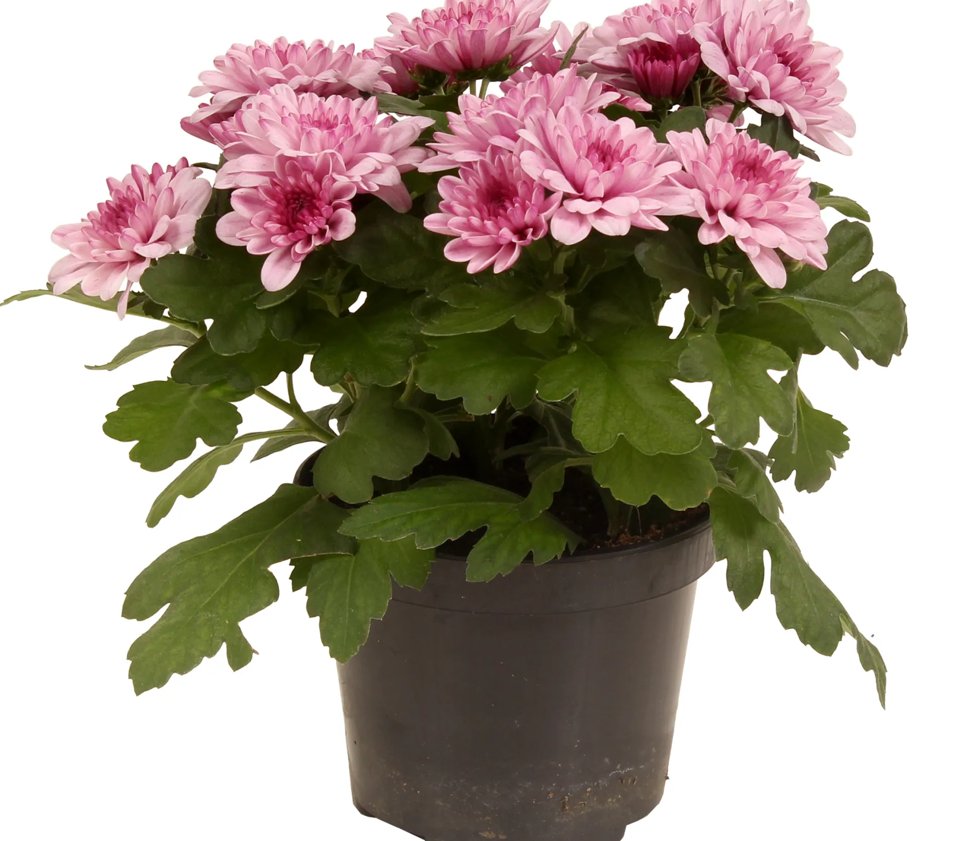 Chrysanthemum dubbel roze ( Chrysant )|ohgreen Discount
