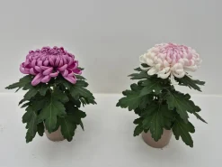 Chrysanthemum uniflor|ohgreen Sale