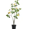Citroenplant geel pot 105 cm|ohgreen Hot