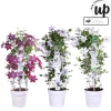 Clematis Double Up blauw-wit p23|ohgreen Best