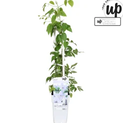 Clematis evision Bernadine|ohgreen Discount