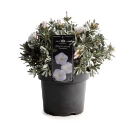 Convolvulus cneorum ( zilverwinde )|ohgreen Outlet