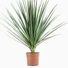 Cordyline p29|ohgreen Hot