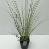 Cortaderia selloana Mini Goldpampas ( Pampasgras )|ohgreen