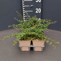 Cotoneaster queen carpet 6pack|ohgreen