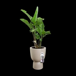 COUPE 35CM BALANCED BEIGE|ohgreen