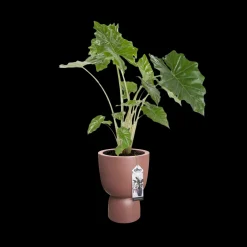 COUPE 41CM ROSY BROWN|ohgreen Clearance