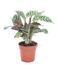 Ctenanthe burle-marxii p12 h30|ohgreen Online