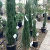 Cuprocyparis leylandii Pyramidalis|ohgreen Hot