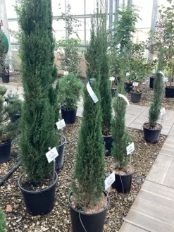 Cuprocyparis leylandii Pyramidalis|ohgreen Hot