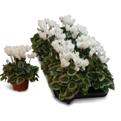 Cyclamen silverado|ohgreen Discount