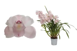 Cymbidium pink bell p12 h65|ohgreen Clearance