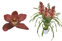 Cymbidium red Beauty Roy 4 bloemstelen|ohgreen