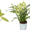 Cymbidium wild mint p12 h50|ohgreen Sale