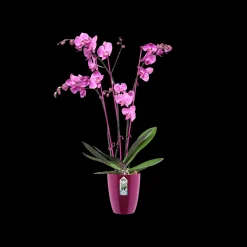 Diamond orchidee hoog 12,5cm|ohgreen Outlet