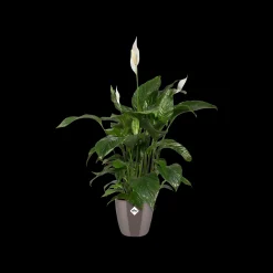 Diamond orchidee hoog 20cm|ohgreen Best