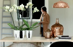 Diamond orchidee hoog 12,5cm|ohgreen Online