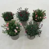 Dianthus diantica mix|ohgreen