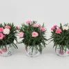 Dianthus i love u|ohgreen Sale