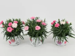 Dianthus i love u|ohgreen Sale