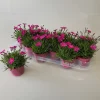 Dianthus kahori|ohgreen Outlet