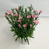 Dianthus peach|ohgreen Discount