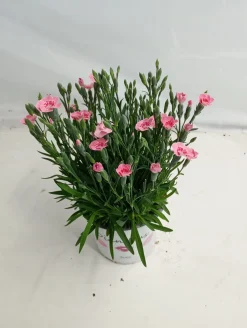 Dianthus peach|ohgreen Discount