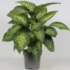 Dieffenbachia seguine 'Reeva'|ohgreen Clearance